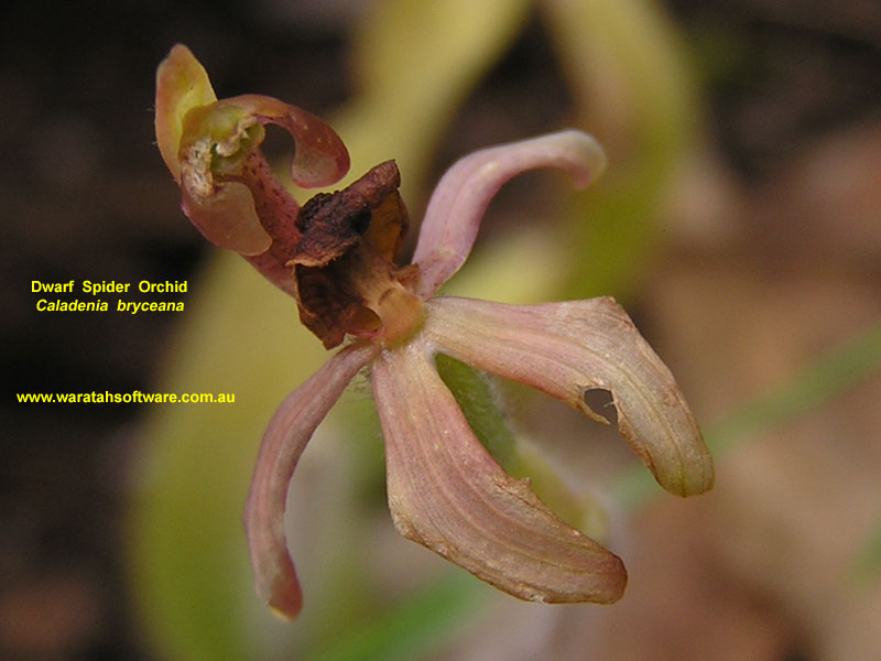dwarf spider orchid pa220162 image
