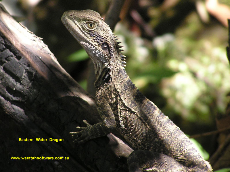 Eastern Water Dragon pa010234 image