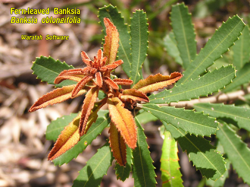 fern-leaved banksia p2190510 image