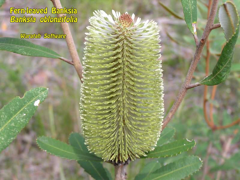 fern-leaved banksia p3050214 image
