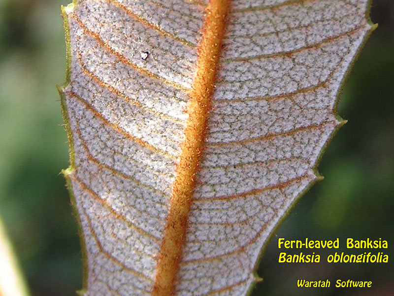 fern-leaved banksia p5080135 image