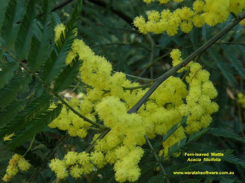 Fern-leaved Wattle p8190239 image