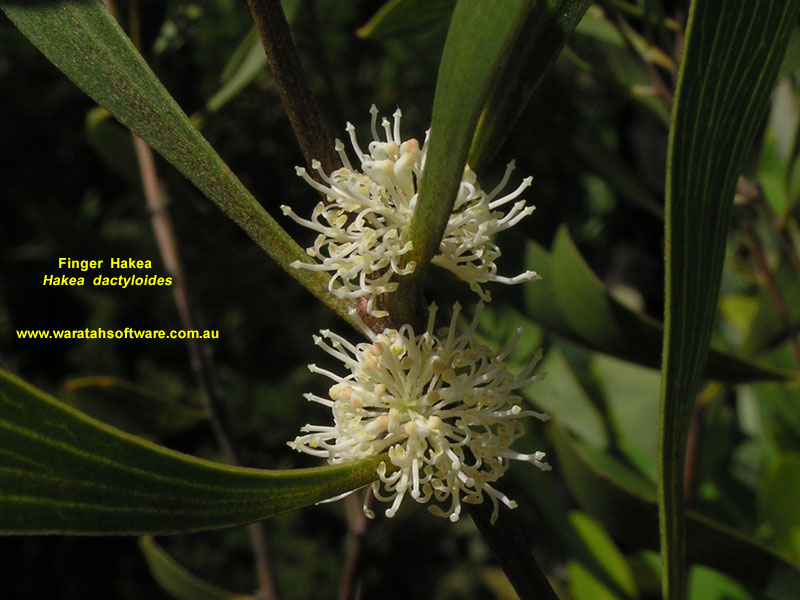 Finger Hakea pb130240 image