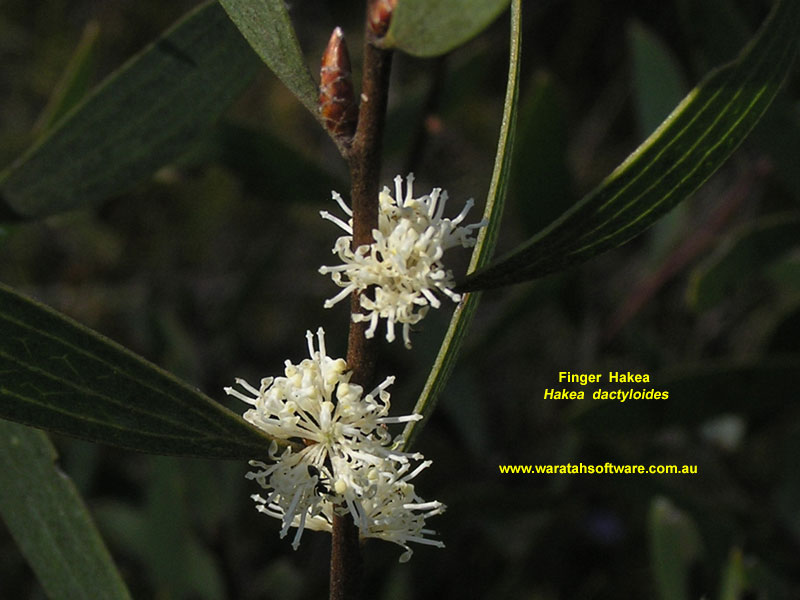 Finger Hakea pc050233 image