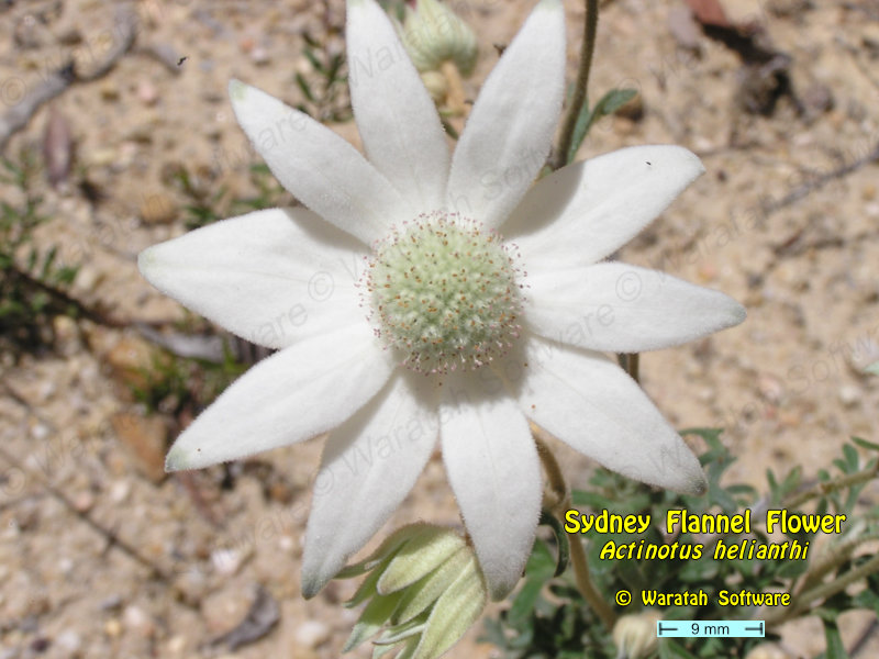 Sydney Flannel Flower p1010074 image