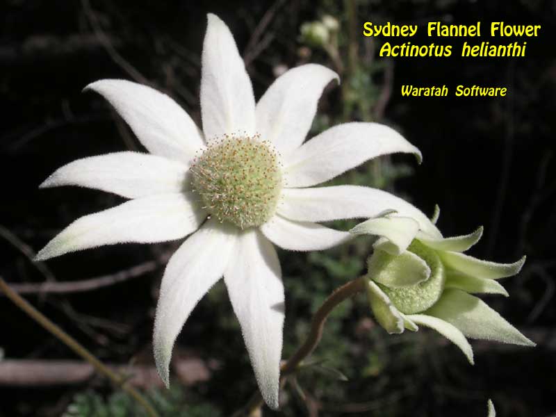 Sydney Flannel Flower pa090297 image