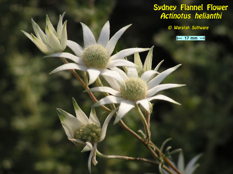 Sydney Flannel Flower pa140127 image