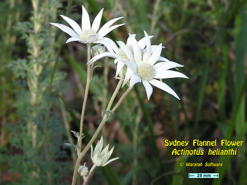 Sydney Flannel Flower pa140128 image