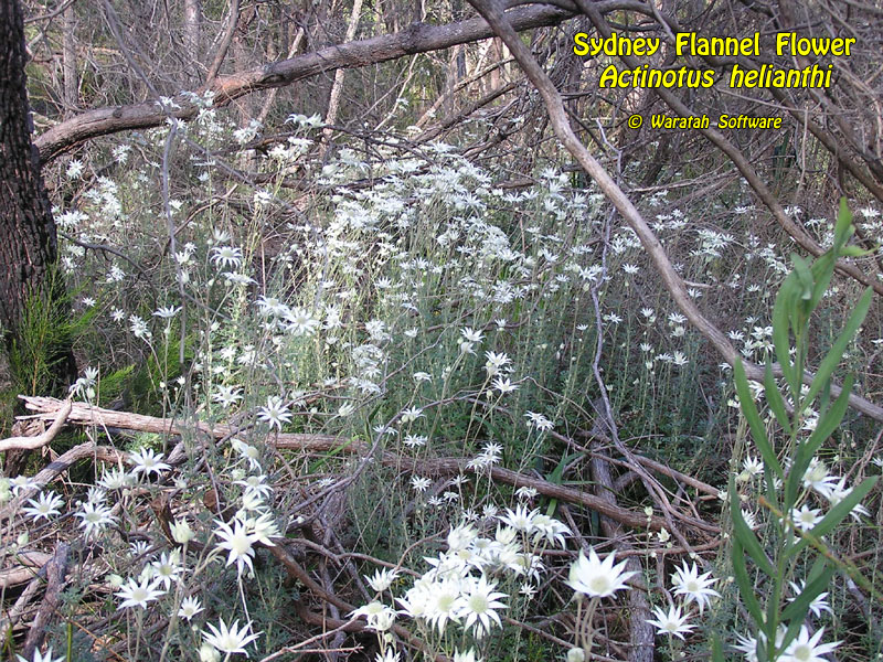 Sydney Flannel Flower pa140132 image