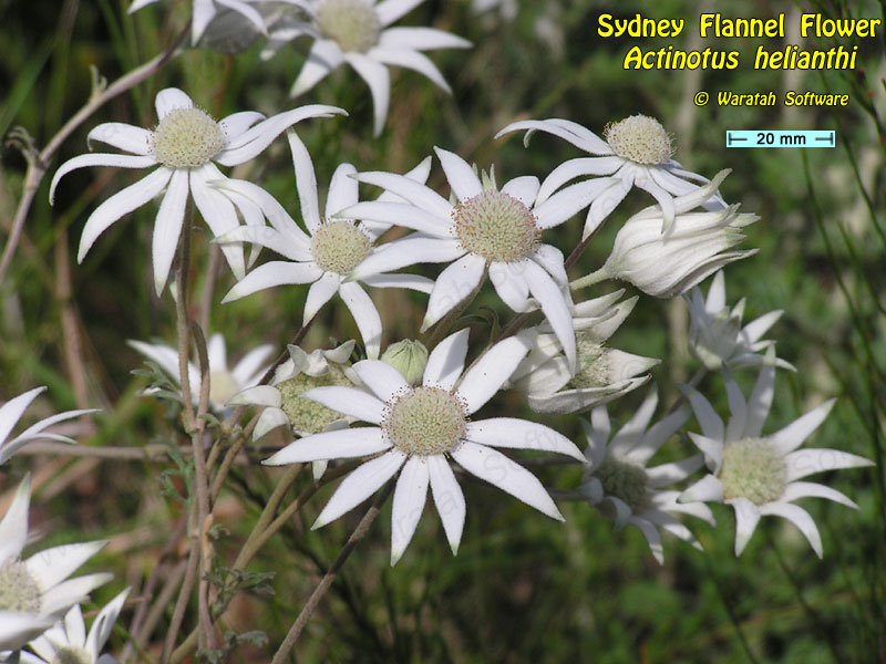 Sydney Flannel Flower pa230168 image