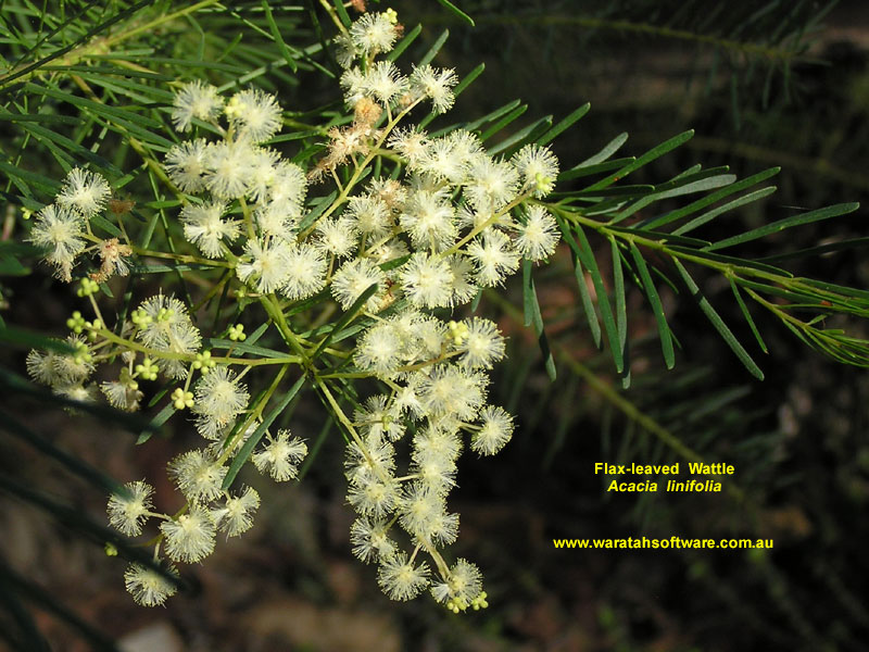 Flax-leaved Wattle p4020353 image