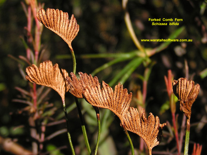 Forked Comb Fern p6240135 image