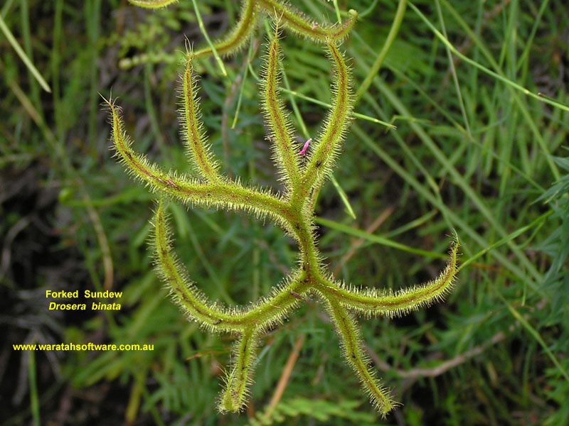 Forked Sundew pb160339 image