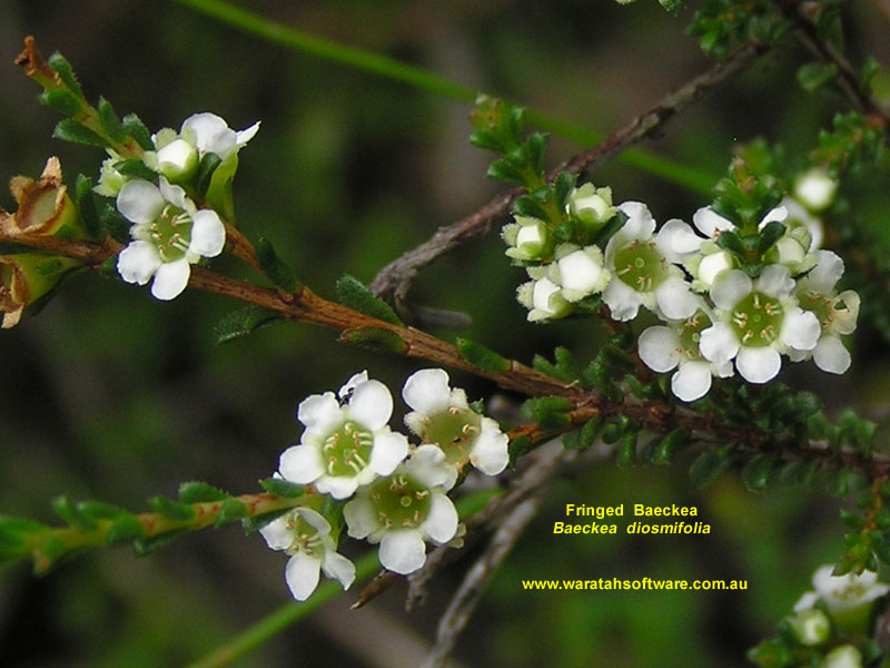Fringed Baeckea pc180049 image