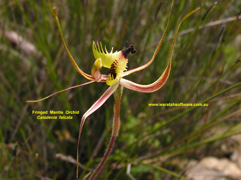 fringed mantis orchid pa230015 image