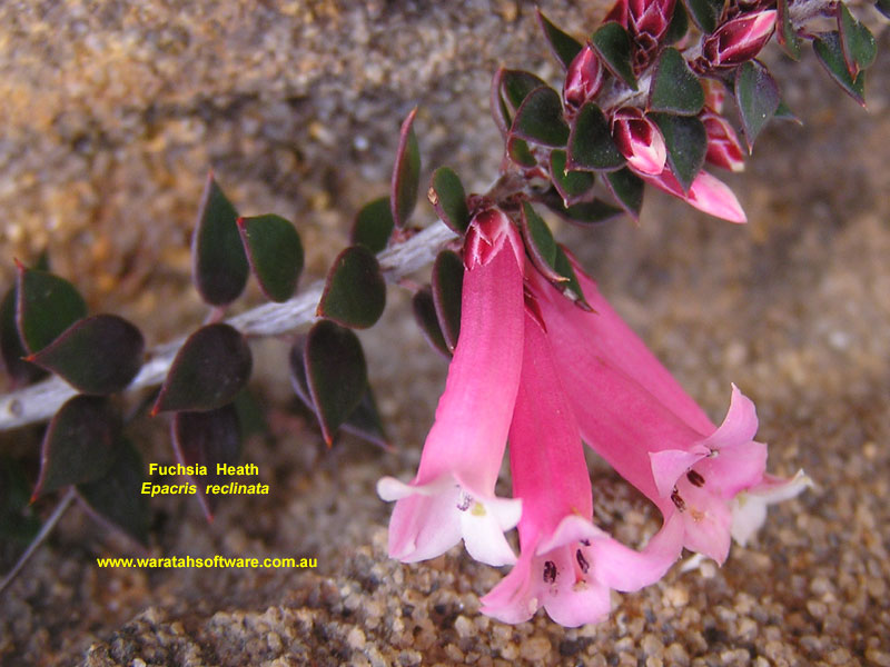 Fuchsia Heath p6250269 image