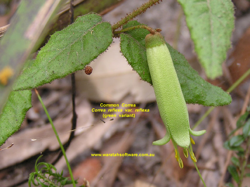 Common Correa (green variant) p9030683 image