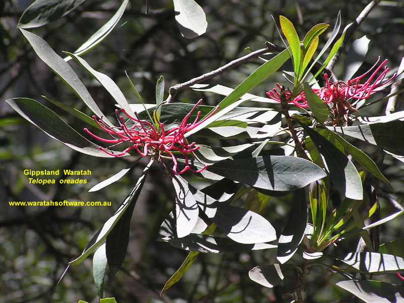 Gippsland Waratah pb200028 image