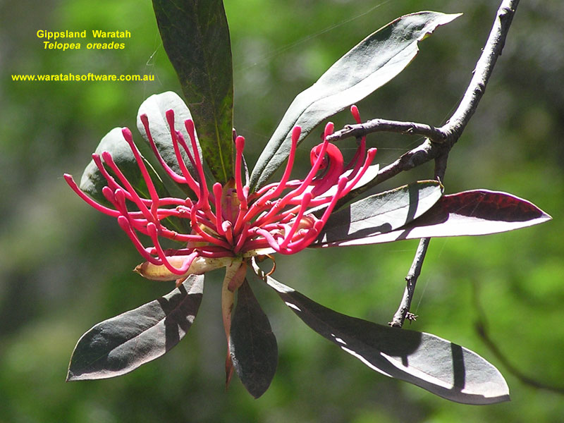 Gippsland Waratah pb200030 image