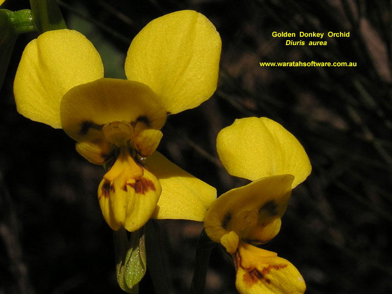 Golden Donkey Orchid pa010129 image
