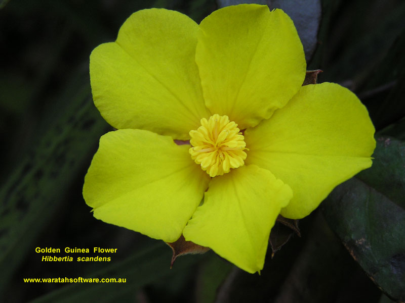 Golden Guinea Flower p9040473 image