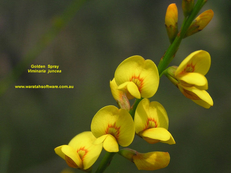 Golden Spray pa200099 image