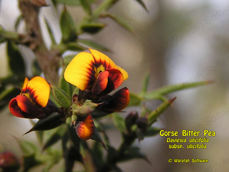 Gorse Bitter Pea p9230088 image