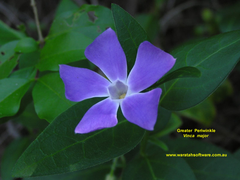 Greater Periwinkle pa070012