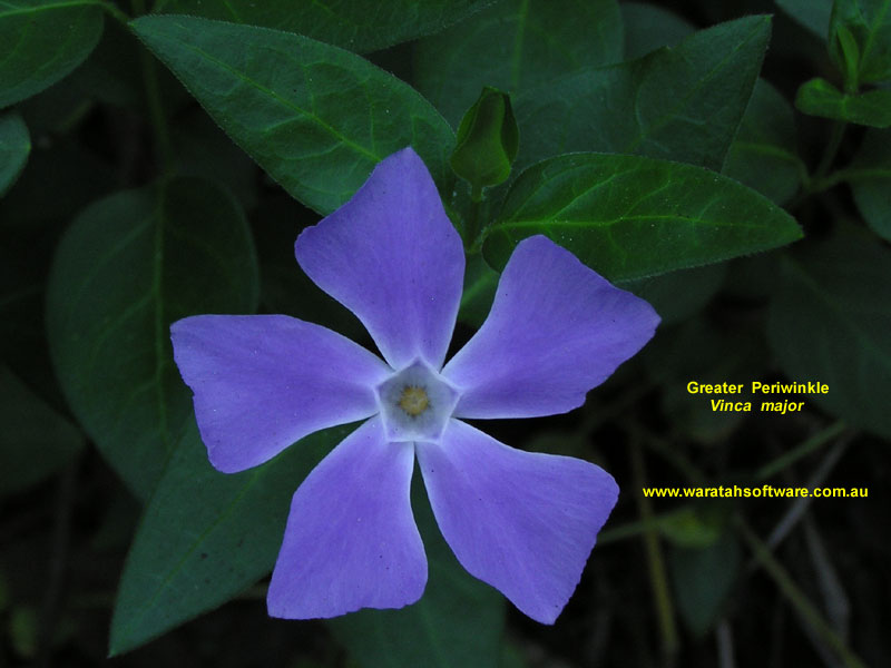 Greater Periwinkle pa070016 image