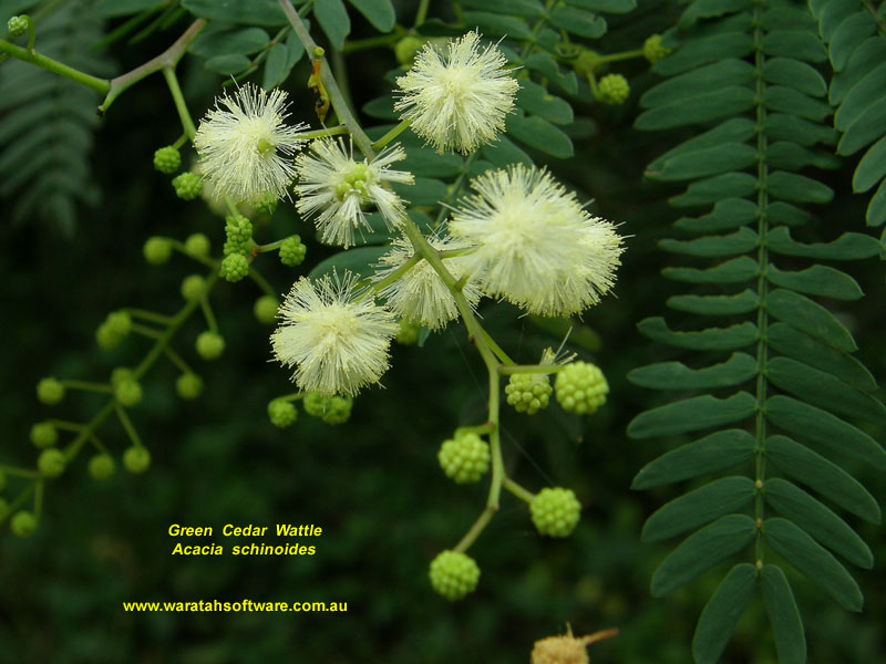 Green Cedar Wattle pc300166 image