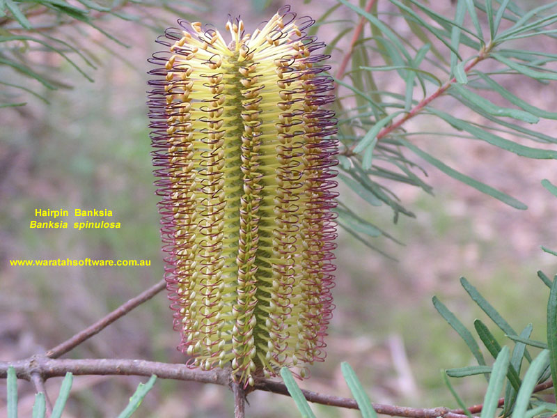 hairpin banksia p4020200 image