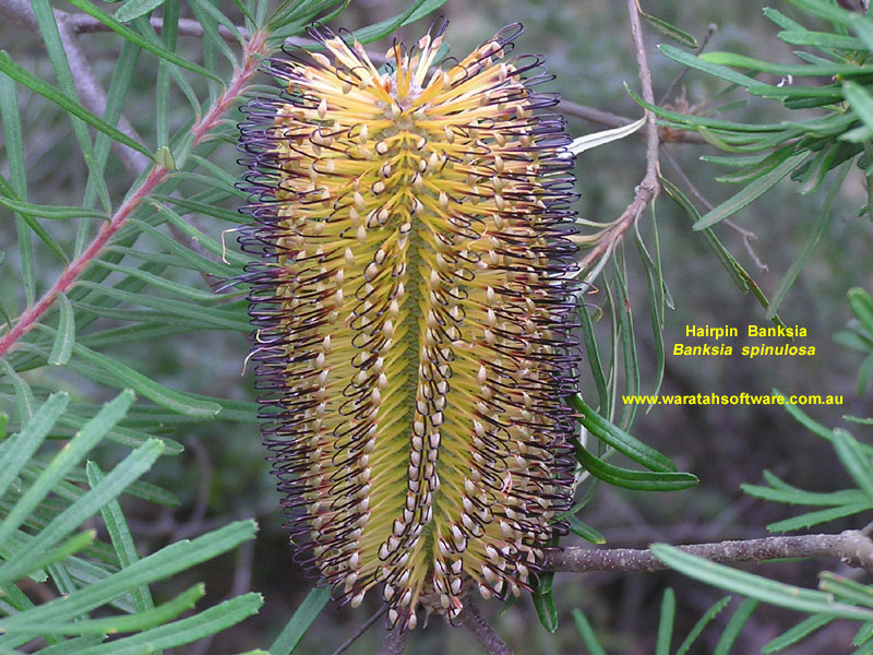hairpin banksia p4020218 image