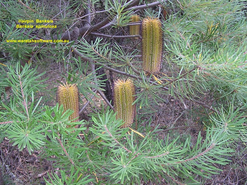 hairpin banksia p4020223 image