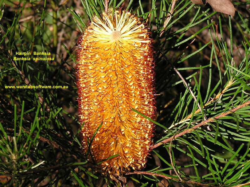 hairpin banksia p5020290 image