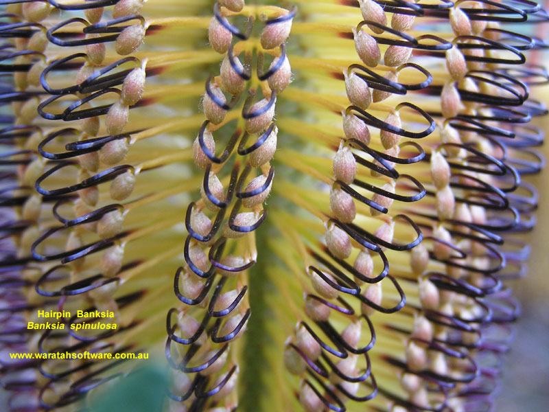 hairpin banksia p5070065 image