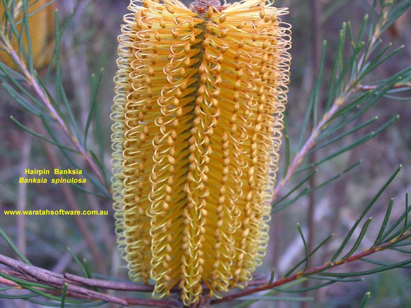 hairpin banksia p5080149 image