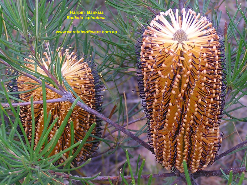 Hairpin Banksia p52705962 image