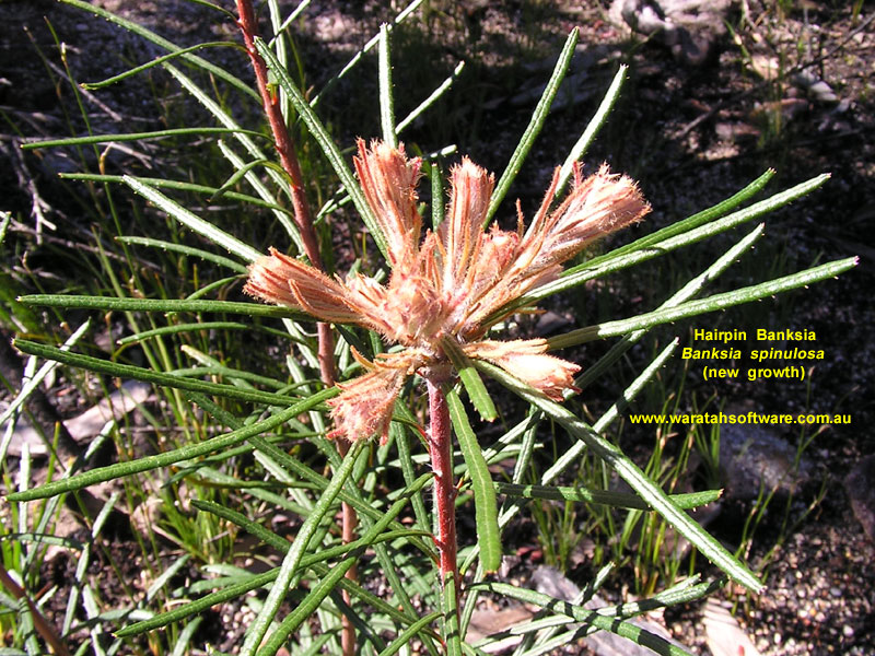 hairpin banksia pb010031 image
