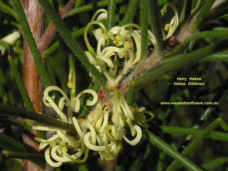 Hairy Hakea p5250162 image