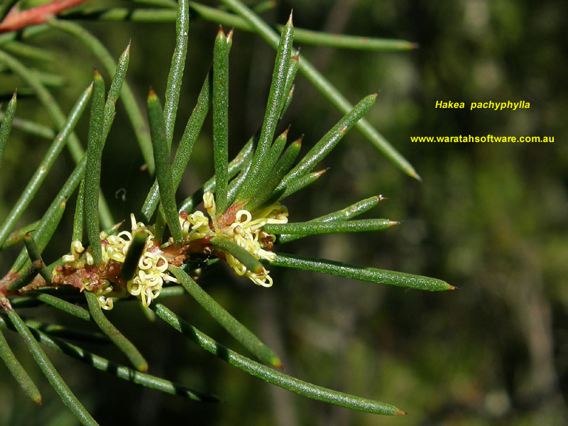 Hakea pachyphylla p7310286 image
