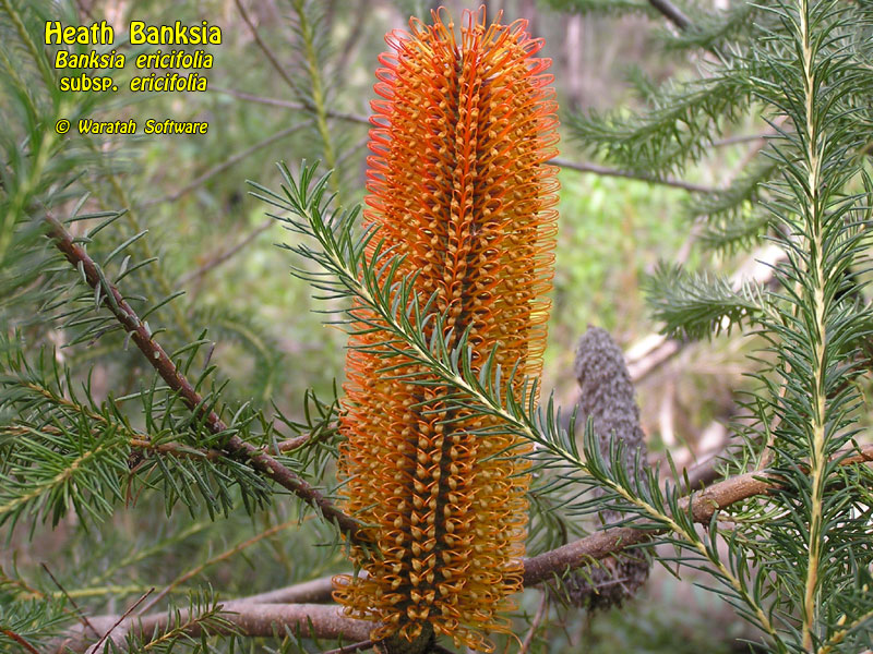 Heath Banksia p5230364 image