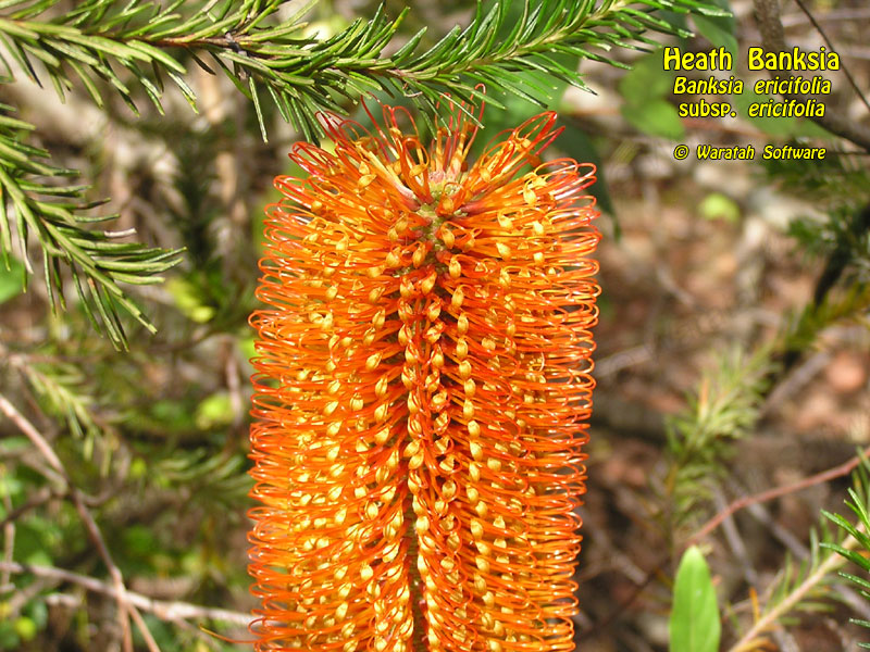 Heath Banksia p5230366 image