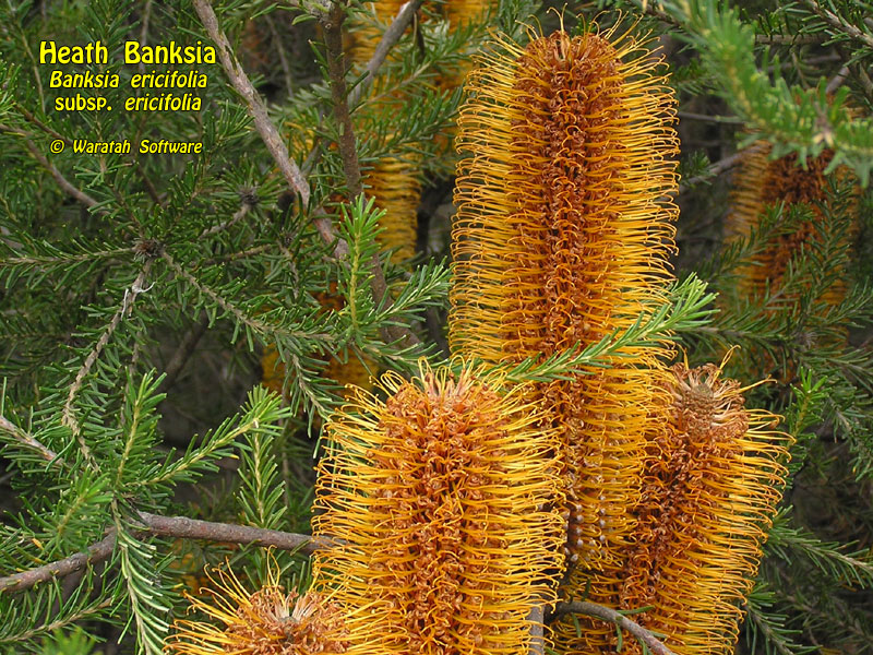 Heath Banksia p9010441 image