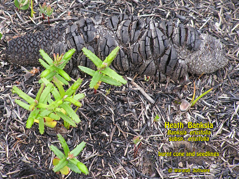 Heath Banksia pa130040 image
