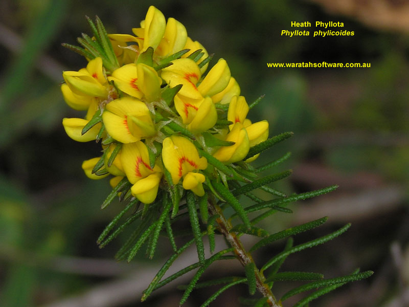 Heath Phyllota p9080364 image