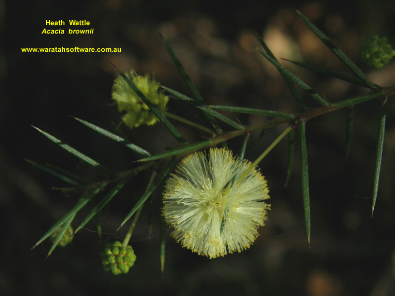 Heath Wattle p7020202 image