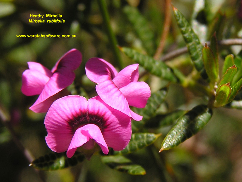 Heathy Mirbelia pb260303 image