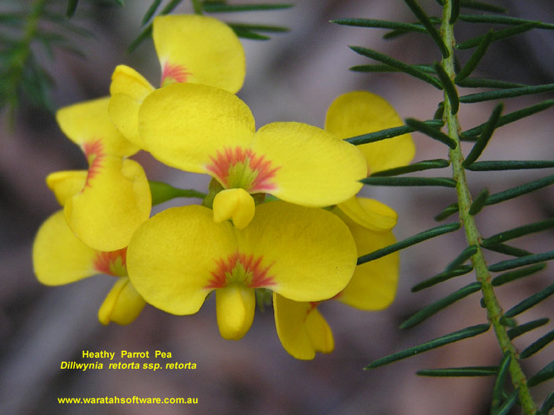 Heathy Parrot Pea pa040282 image