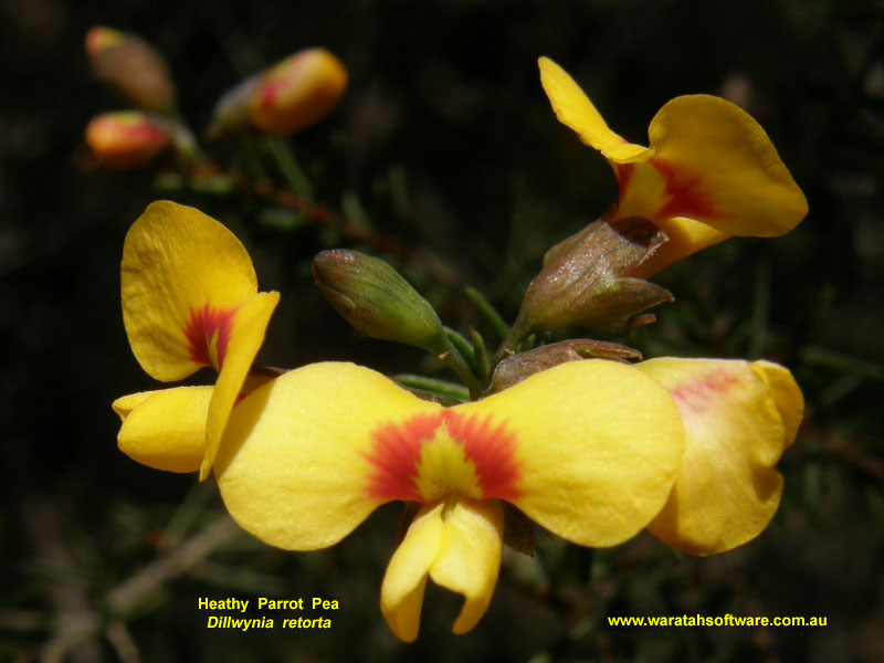 Heathy Parrot Pea pa170024 image