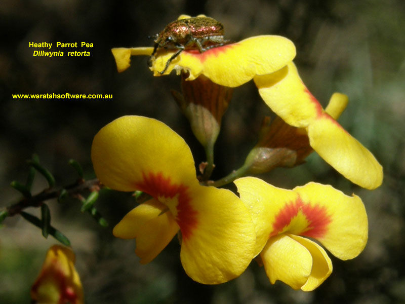 Heathy Parrot Pea pa170027 image